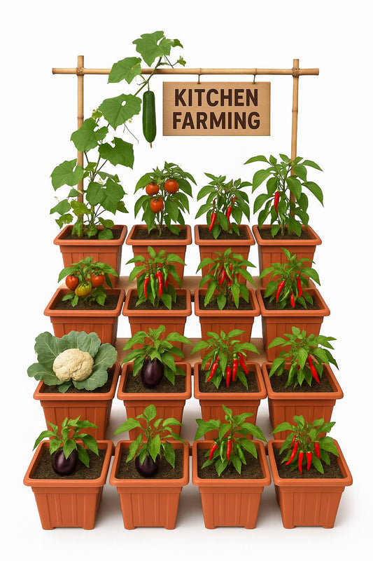 Kitchen Farming  [12POTS]